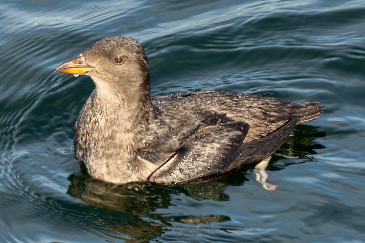 Rhinoceros Auklet - ML645568705