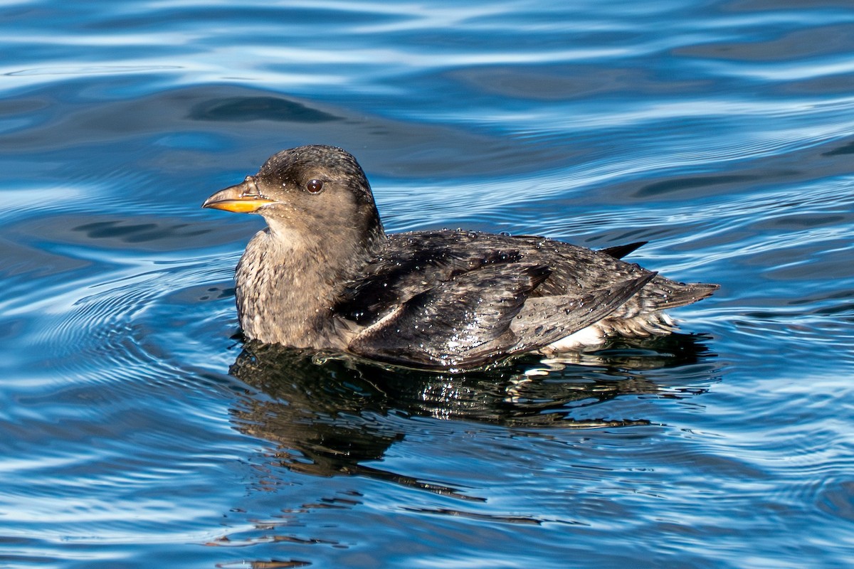Rhinoceros Auklet - ML645568706
