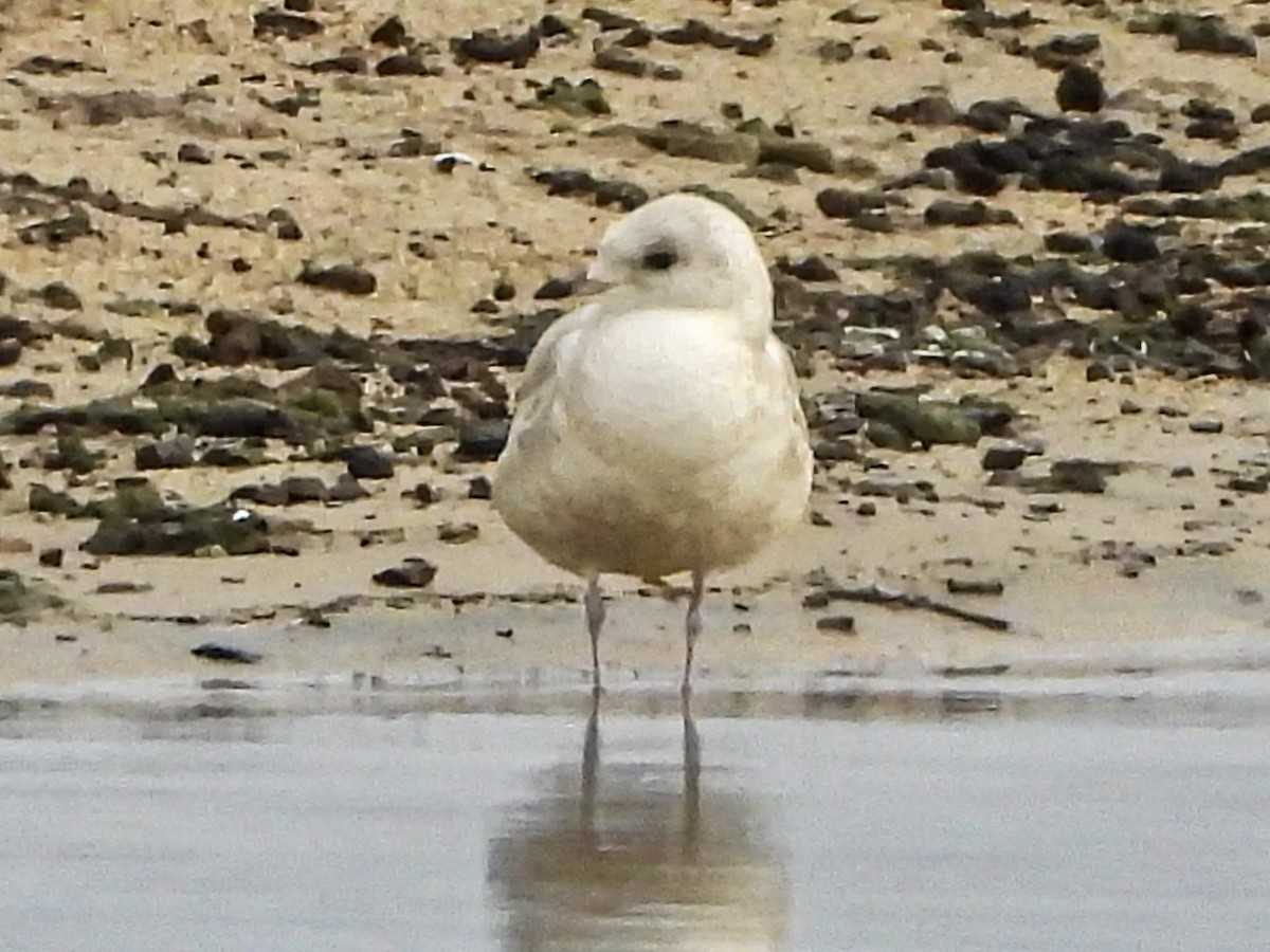 Short-billed Gull - ML645568710
