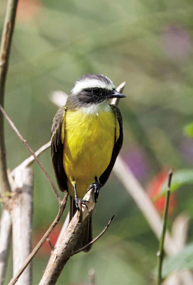 Sosyal Tiran - ML645568715