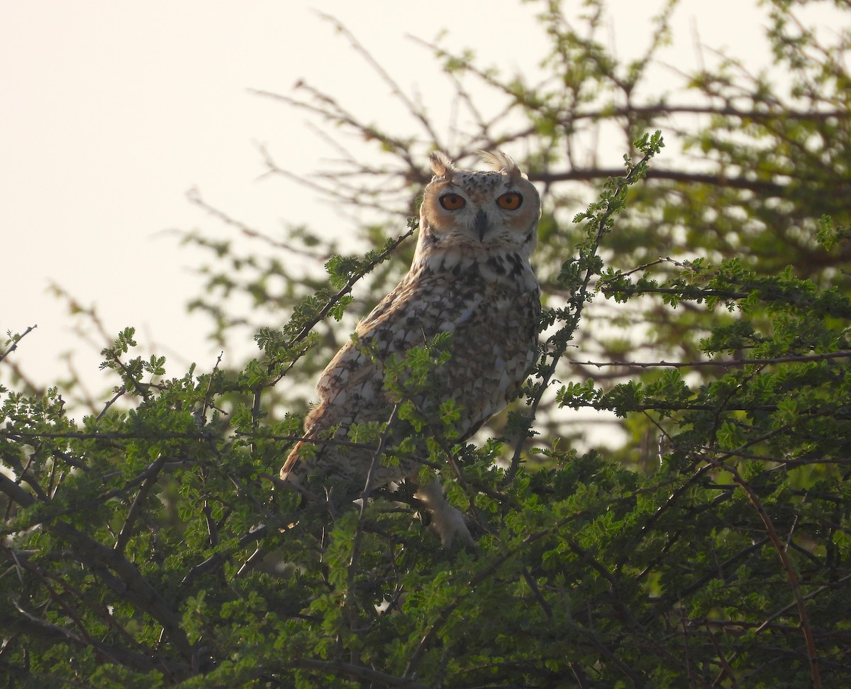 Пугач пустельний - ML645568716