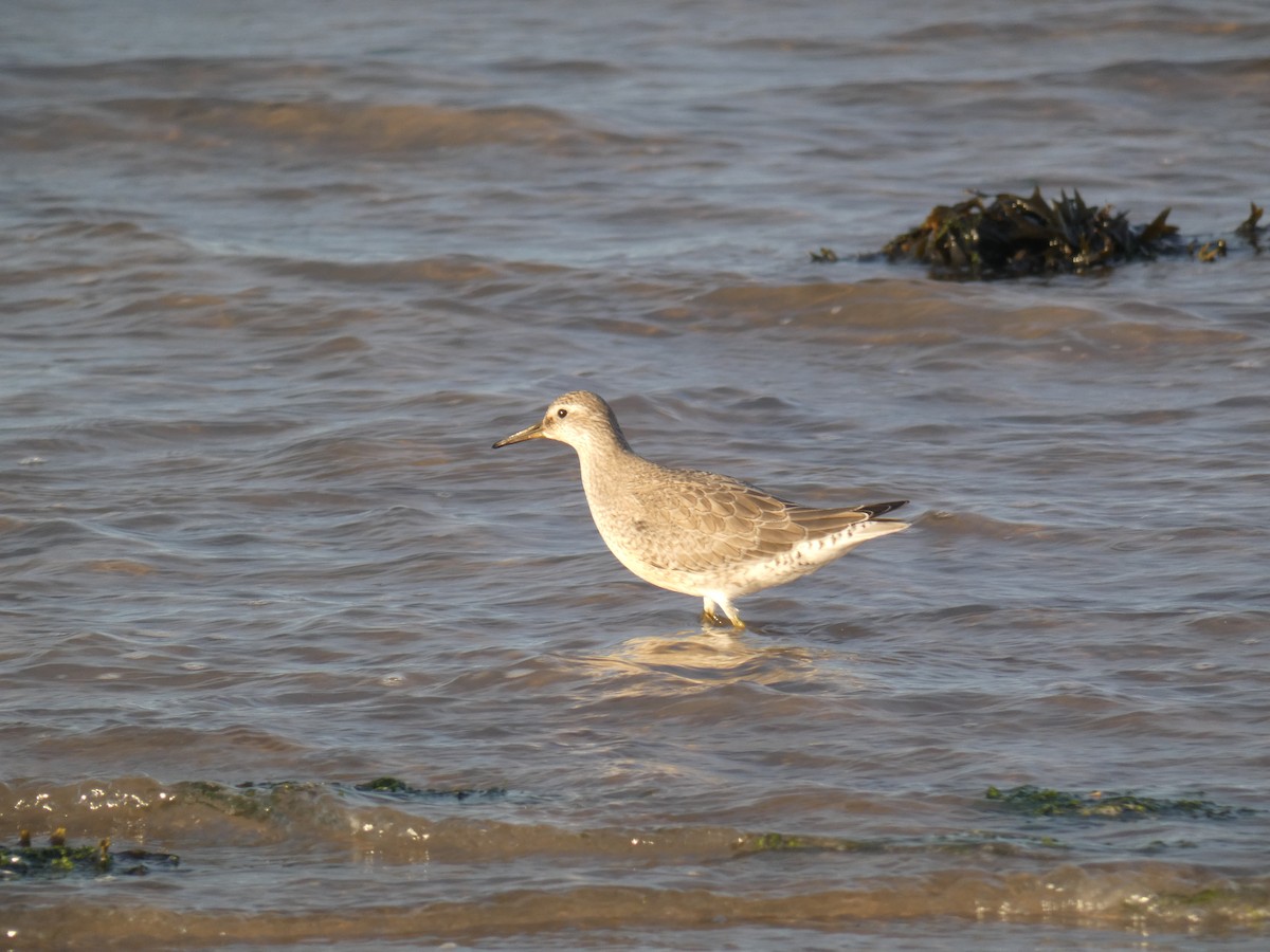 jespák rezavý - ML645568721