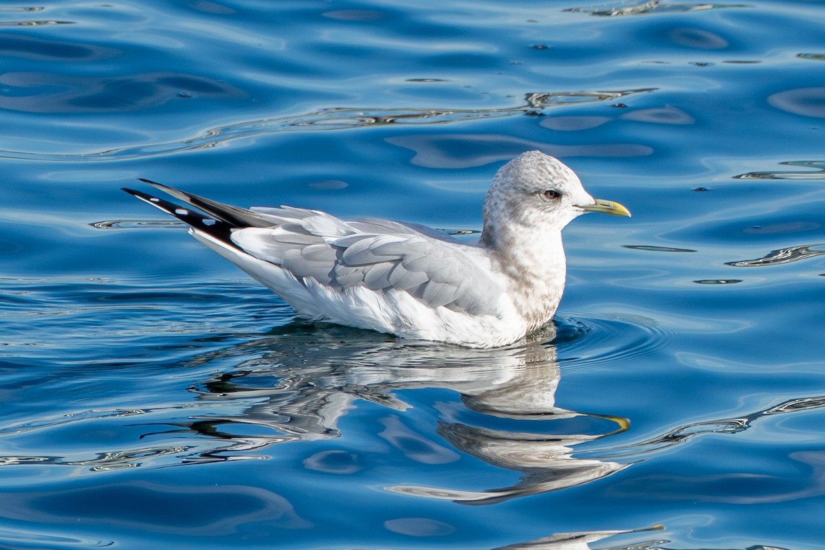 Short-billed Gull - ML645568722
