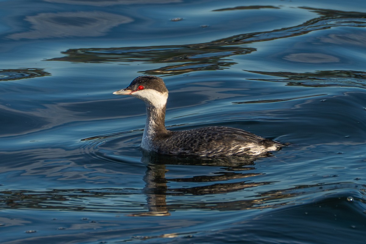 Svasso cornuto - ML645568727