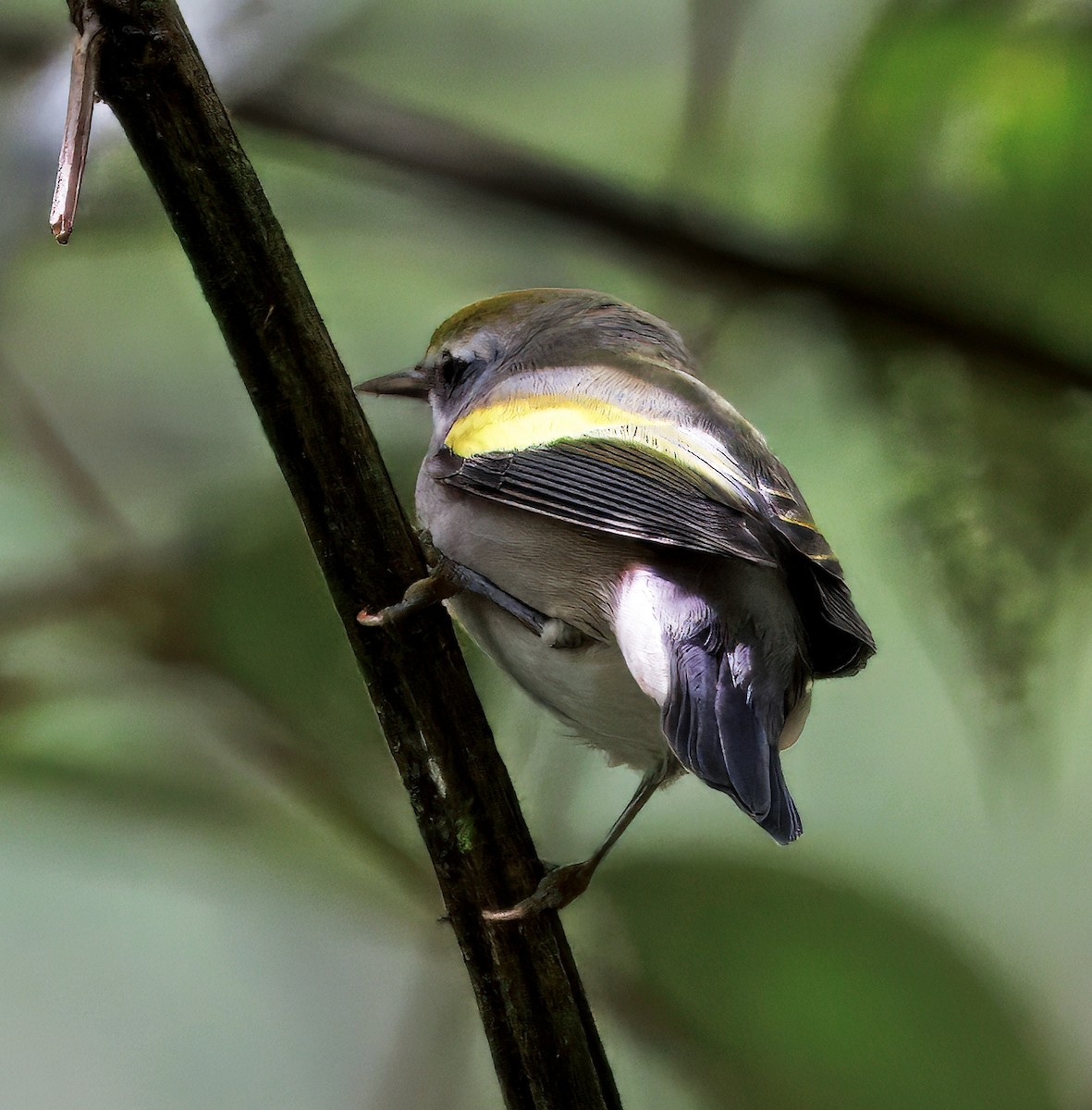 Golden-winged Warbler - ML645568730