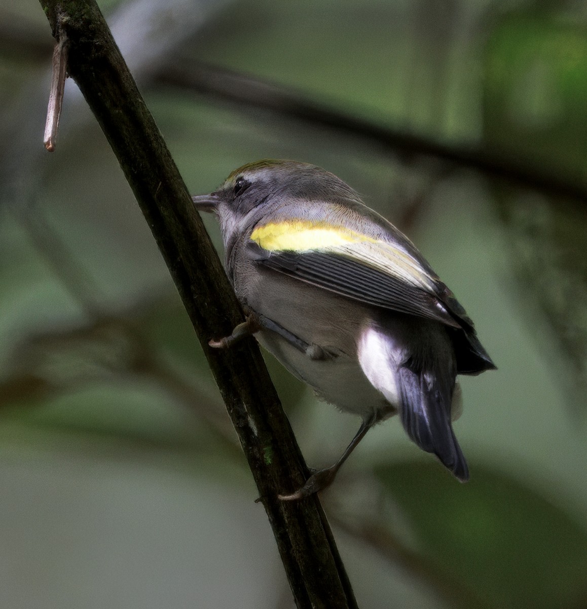 Golden-winged Warbler - ML645568731