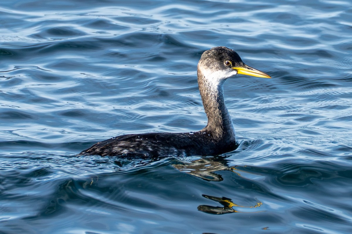 Red-necked Grebe - ML645568732