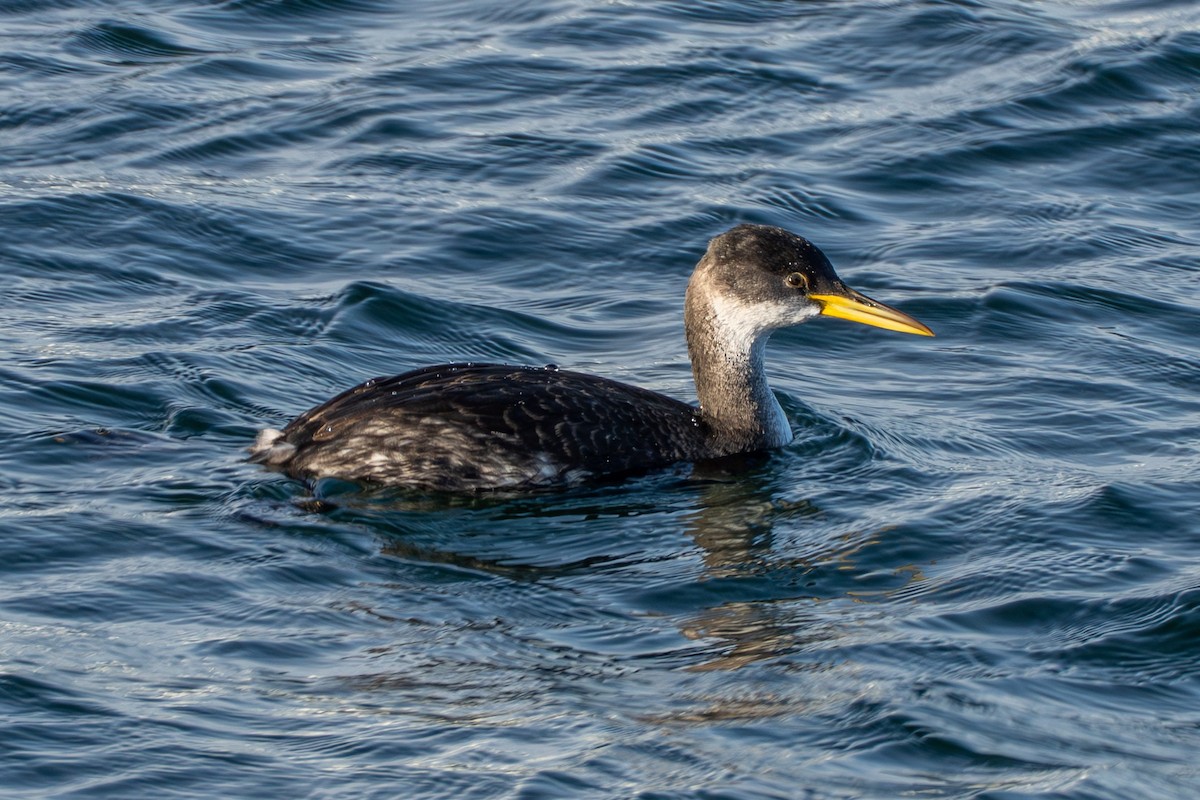 Red-necked Grebe - ML645568733