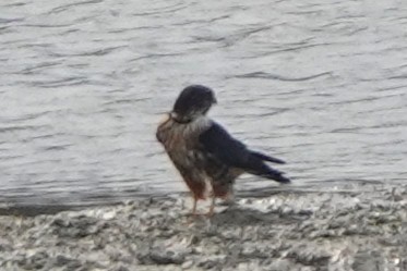 dřemlík tundrový - ML645568734