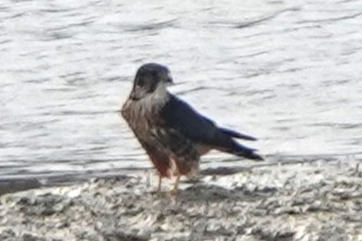 dřemlík tundrový - ML645568735