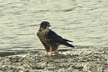 dřemlík tundrový - ML645568736