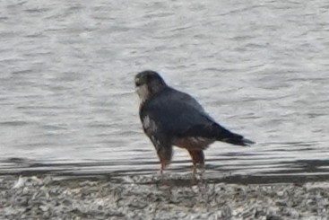 dřemlík tundrový - ML645568737