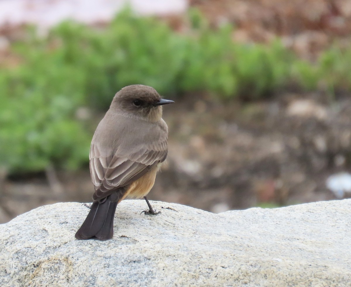 Say's Phoebe - ML645568739