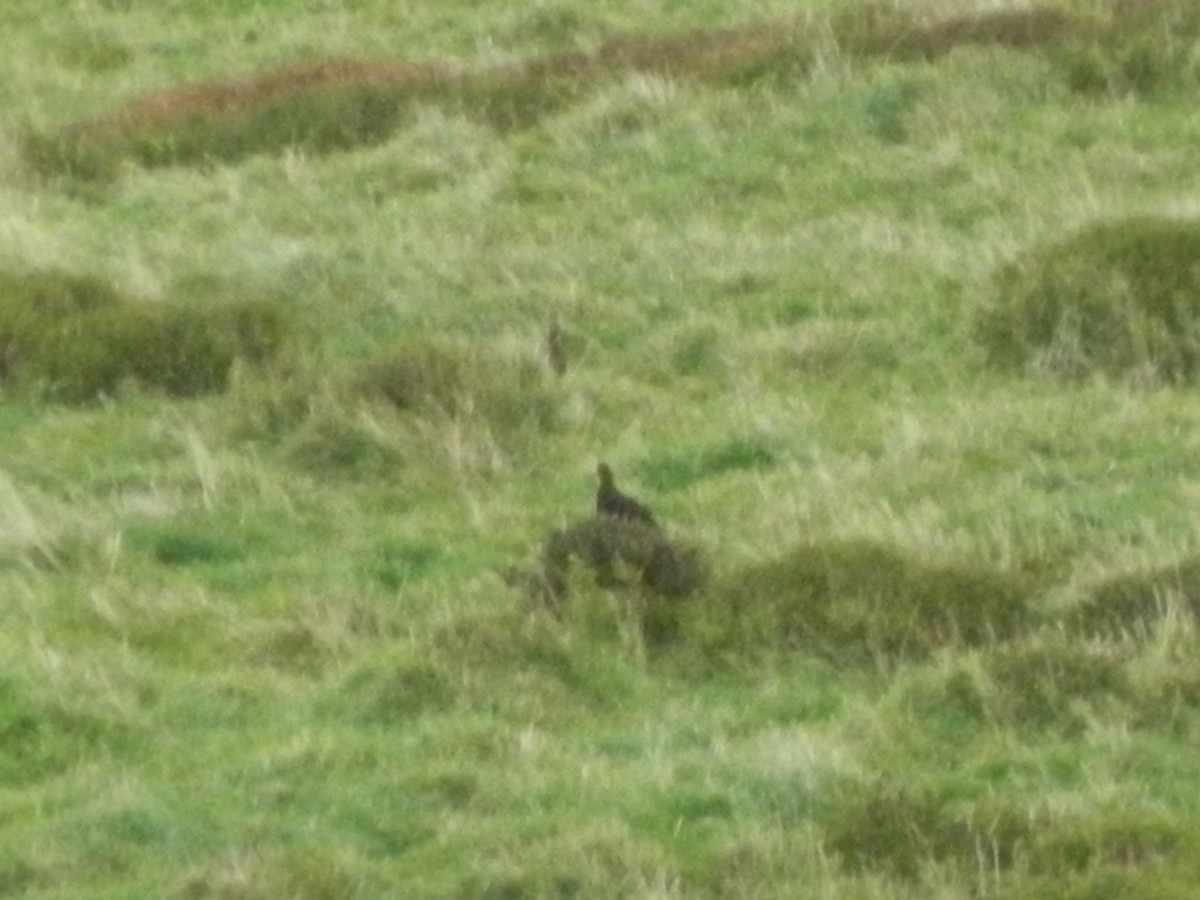 שכווי סקוטי - ML645568746
