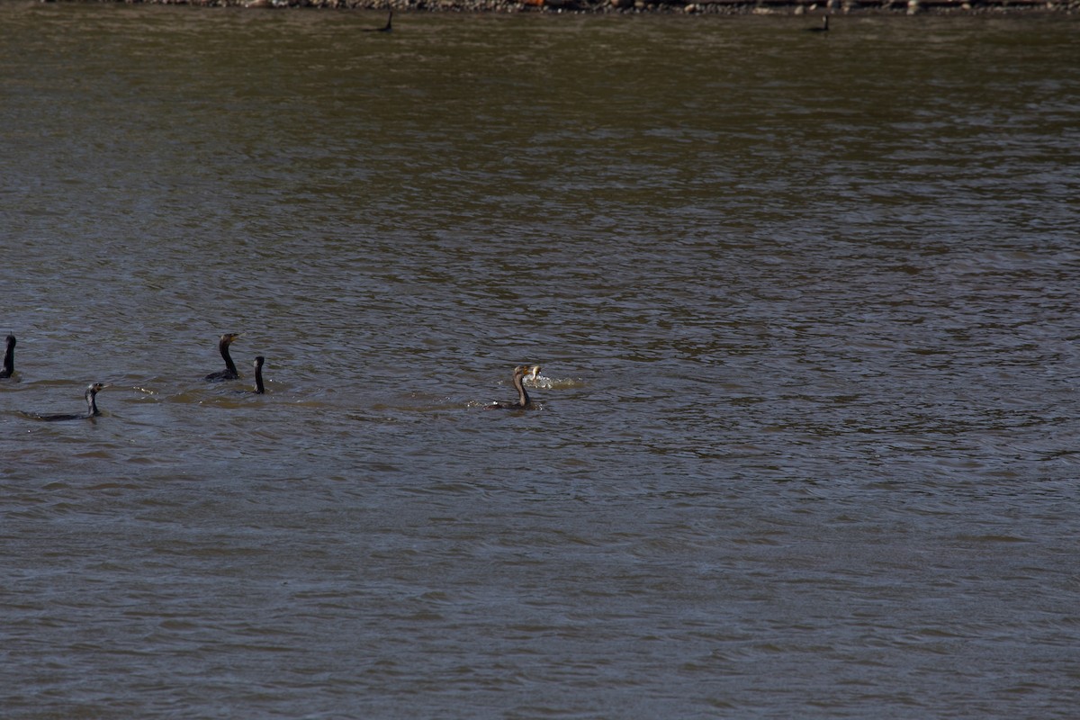 Great Cormorant - ML645568758