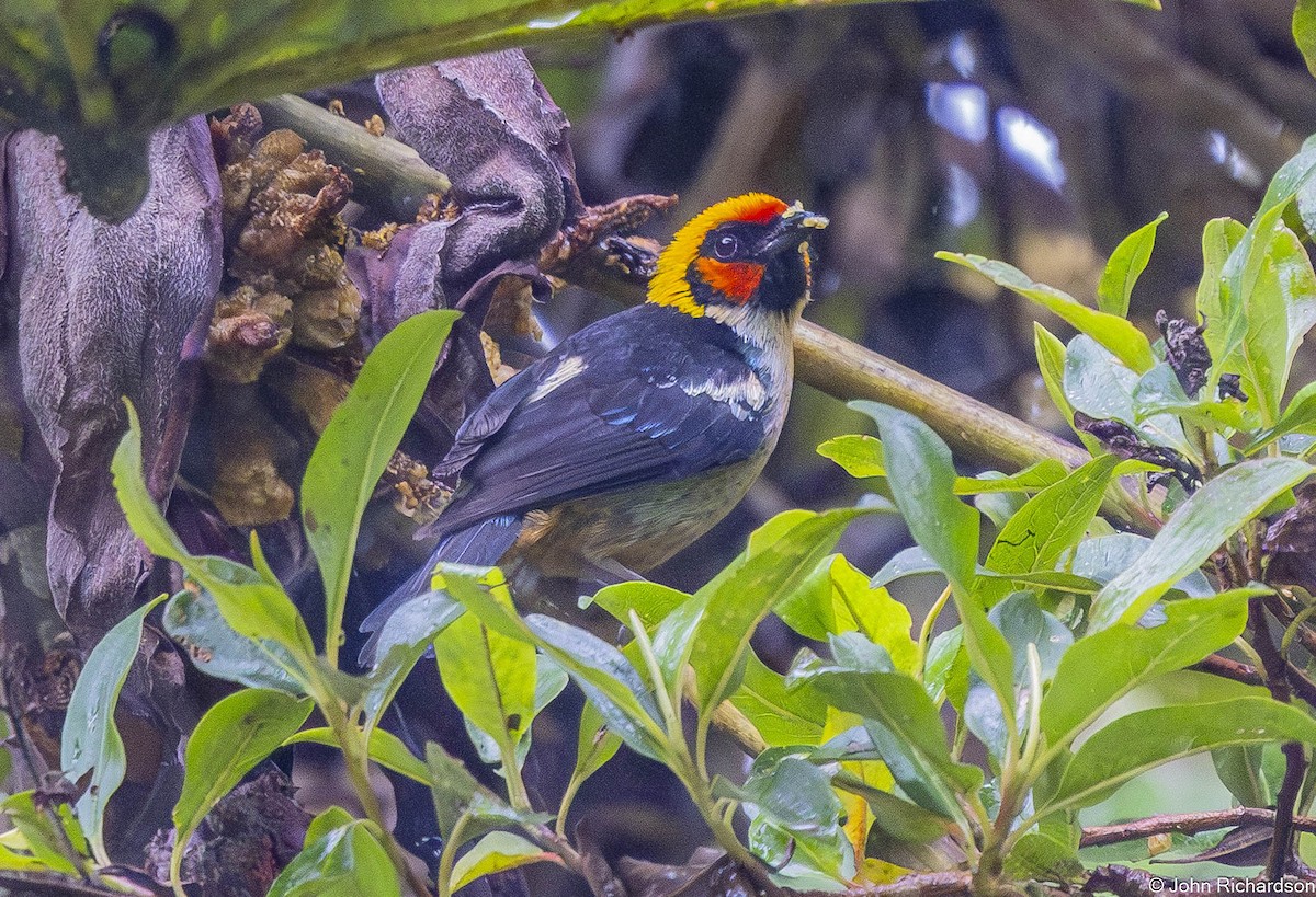 Flame-faced Tanager - ML645568771