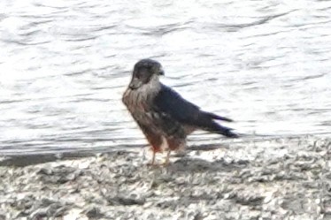 dřemlík tundrový - ML645568774