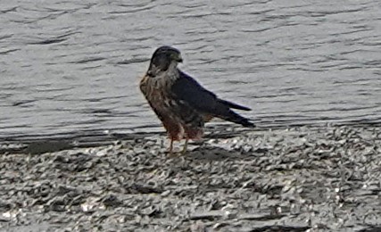 dřemlík tundrový - ML645568775