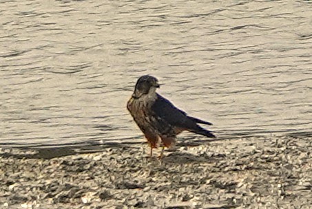 dřemlík tundrový - ML645568776