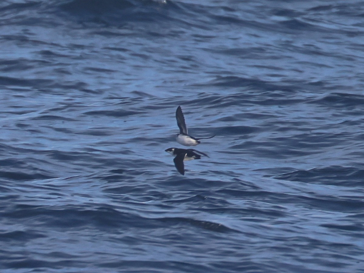 alkekonge - ML645568783