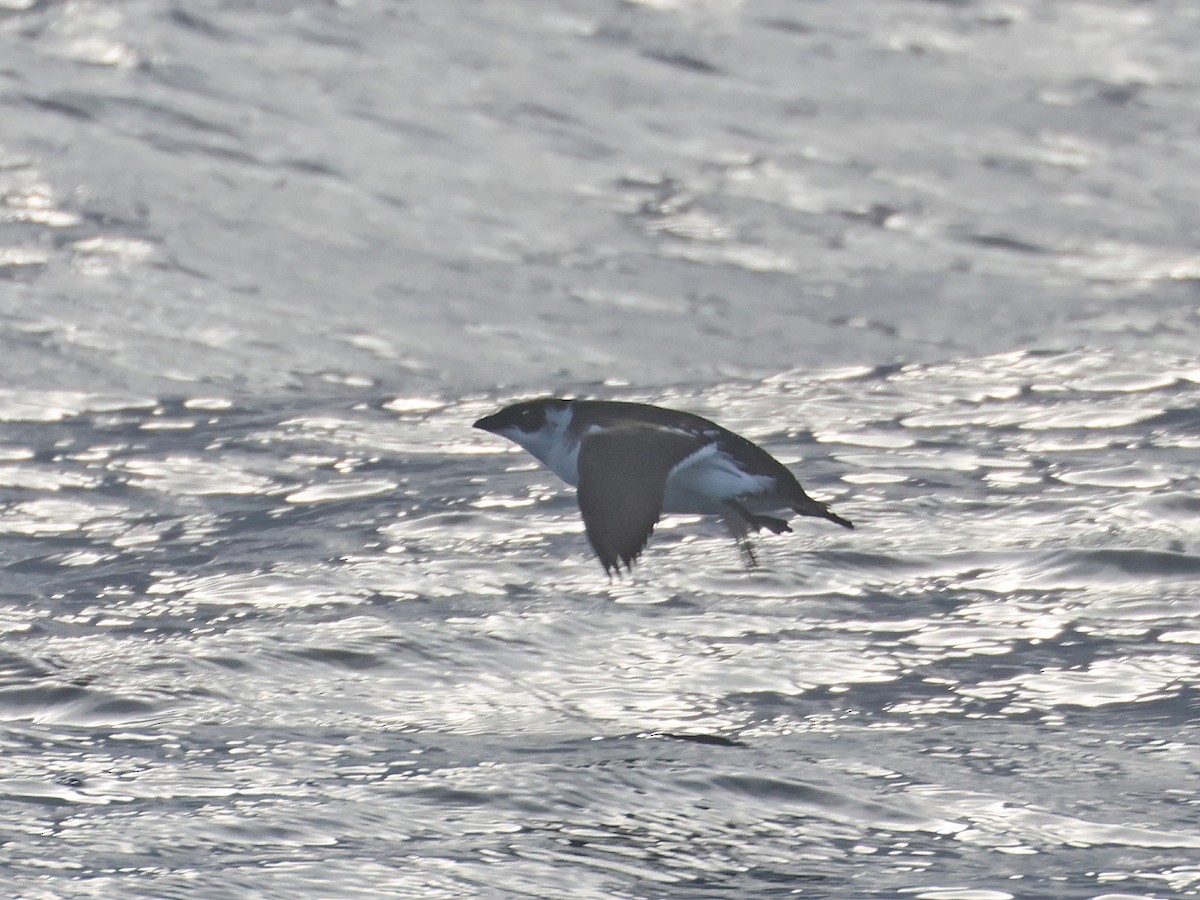 alkekonge - ML645568784