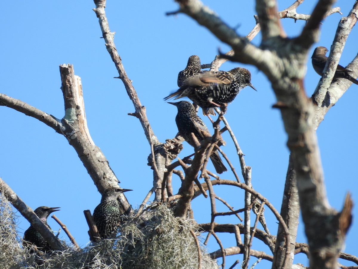 Étourneau sansonnet - ML645568785