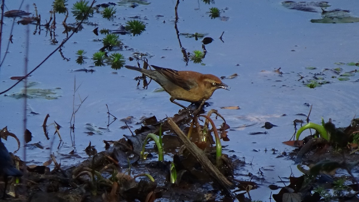 Rusty Blackbird - ML645568799