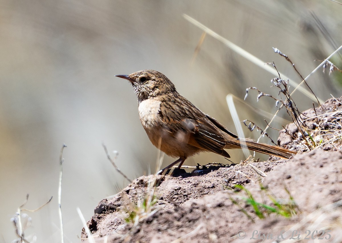 Streak-backed Canastero - ML645568805