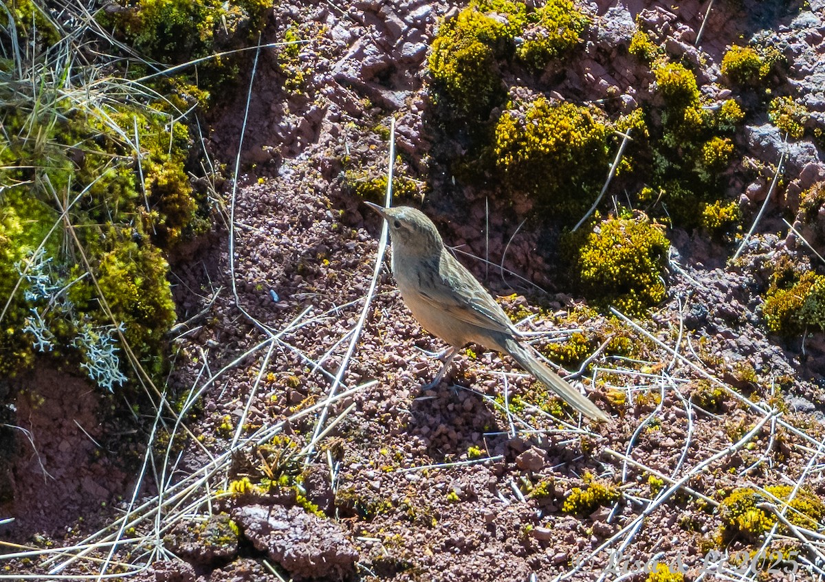 Streak-backed Canastero - ML645568810