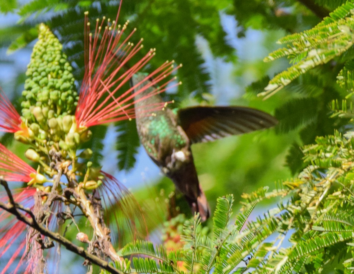 Blue-tailed Hummingbird - ML645568815