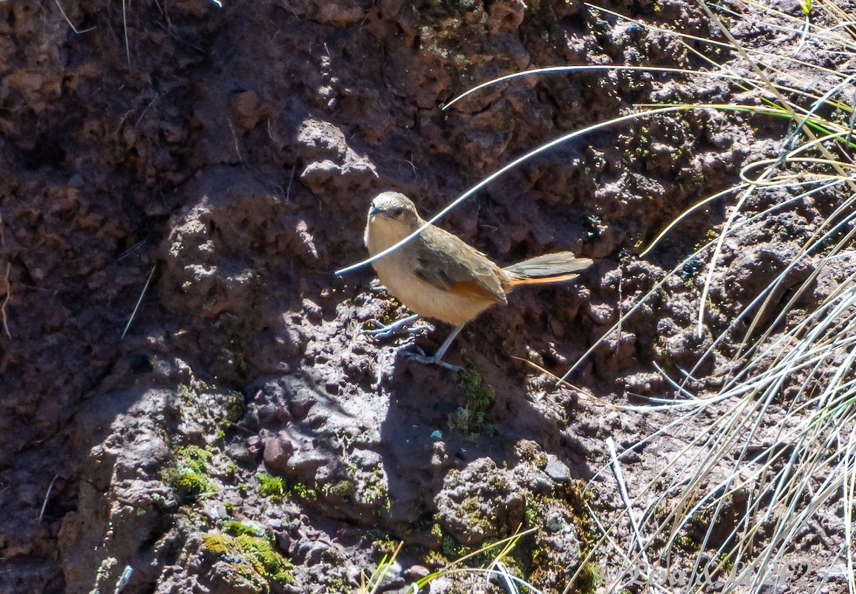 Maquis Canastero - ML645568819