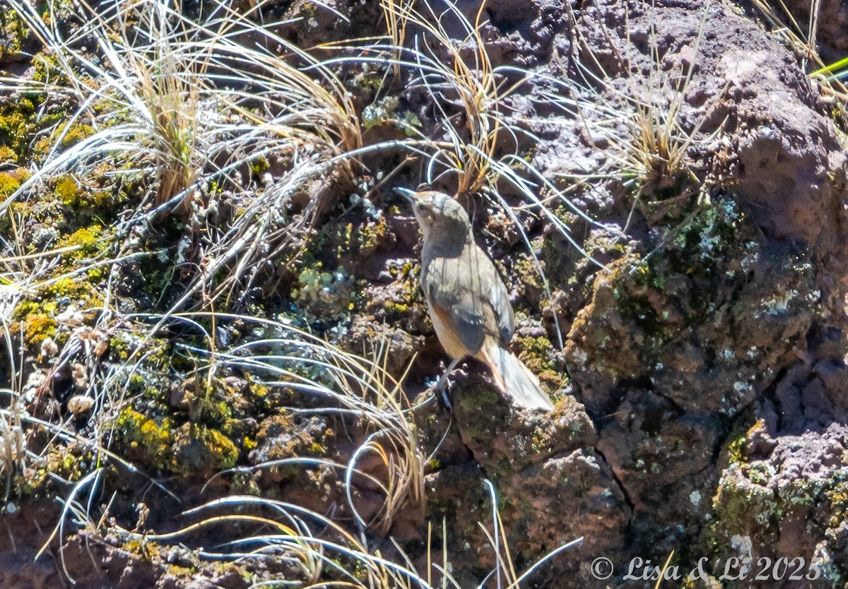 Maquis Canastero - ML645568820