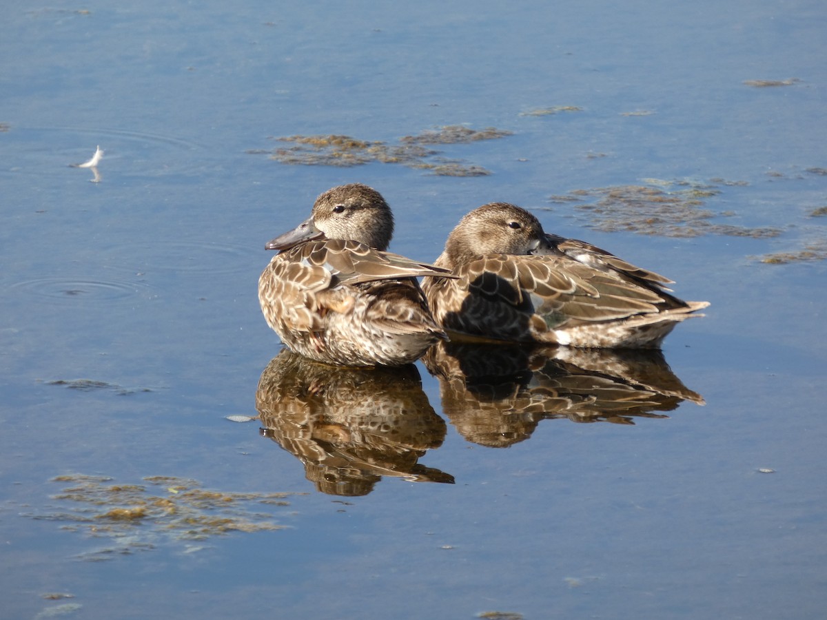 ミカヅキシマアジ - ML645568821