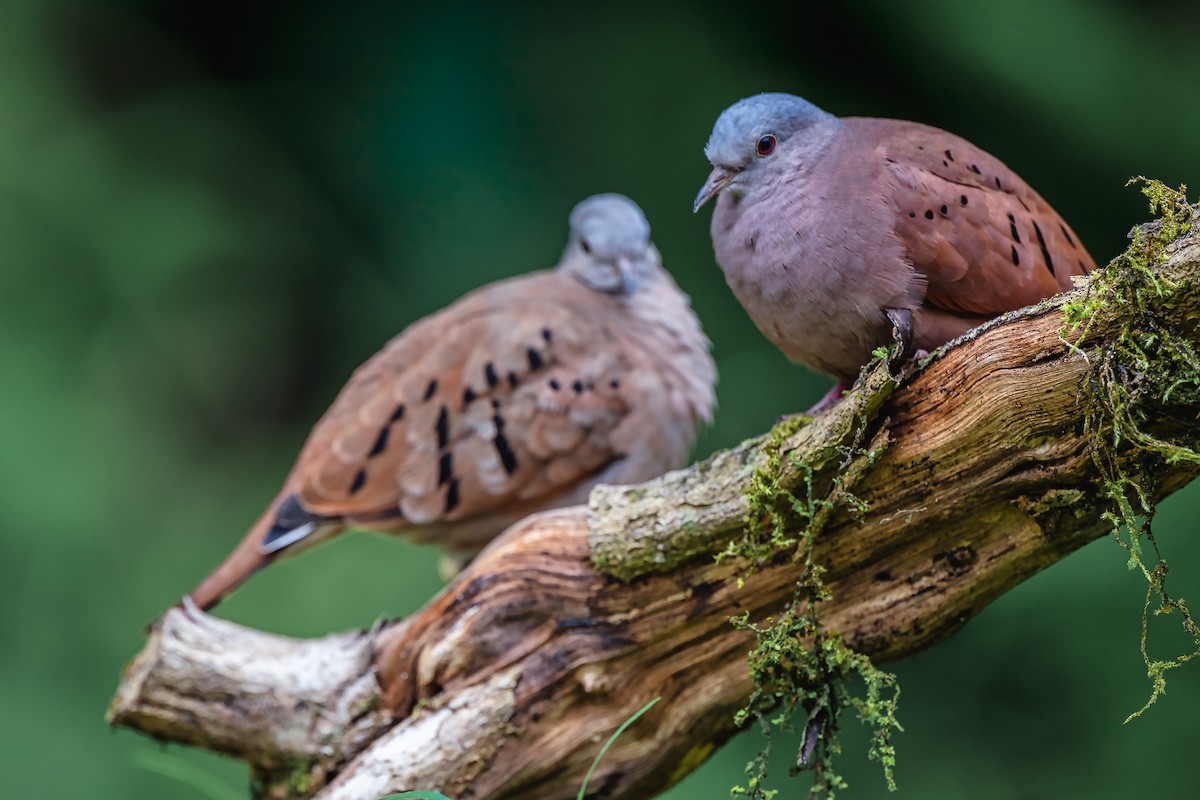 Ruddy Ground Dove - ML645568837