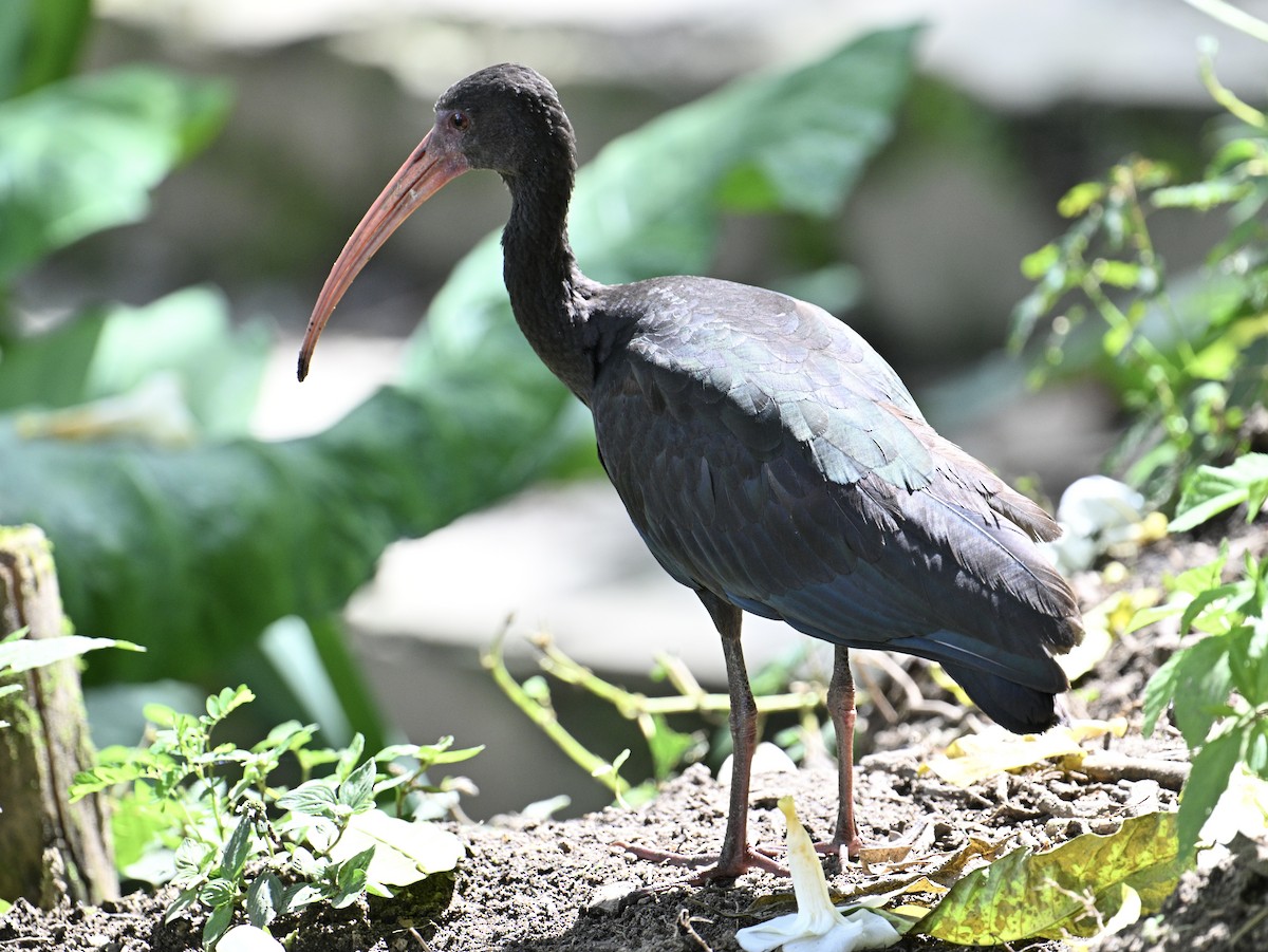 rødmaskeibis - ML645568838