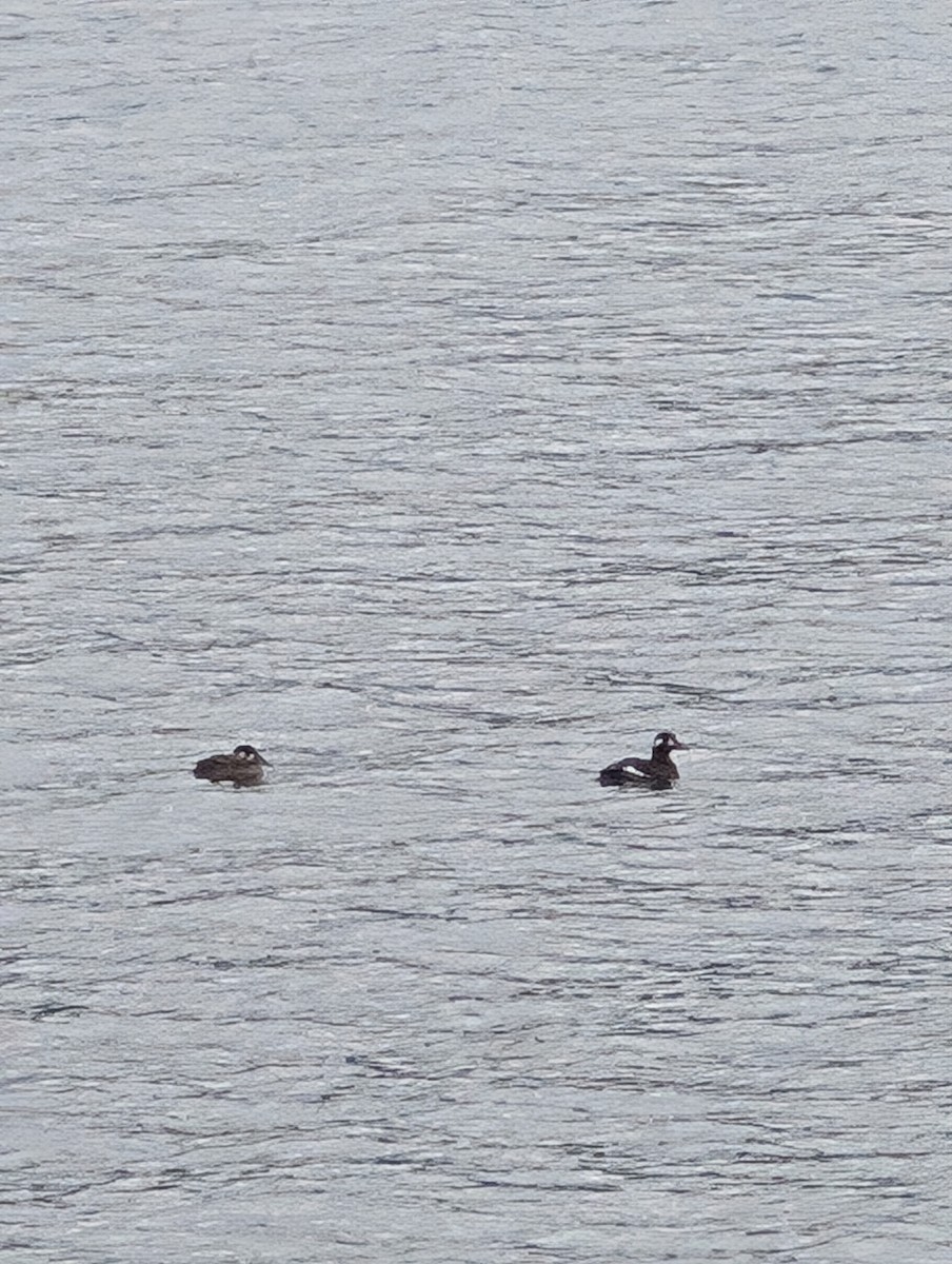 White-winged Scoter - ML645568849