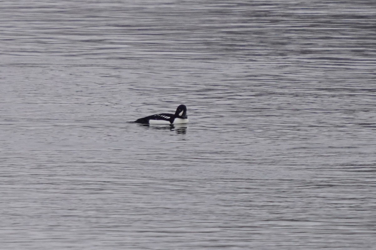 Barrow's Goldeneye - ML645568868