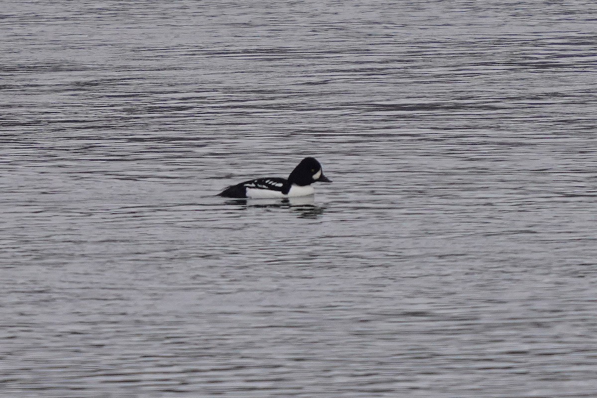 Barrow's Goldeneye - ML645568870