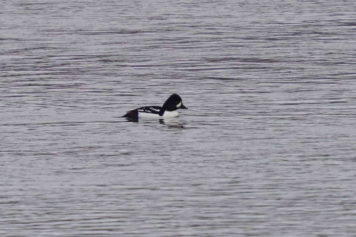 Barrow's Goldeneye - ML645568871