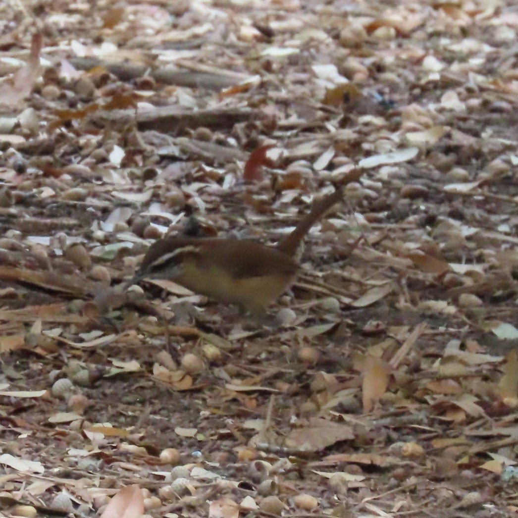 Carolina Wren - ML645568881