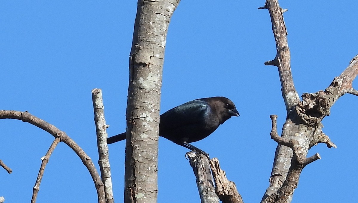 Vacher à tête brune - ML645568883