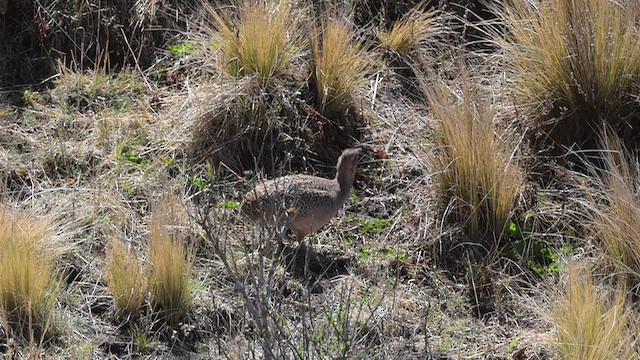 Ornate Tinamou - ML645568888