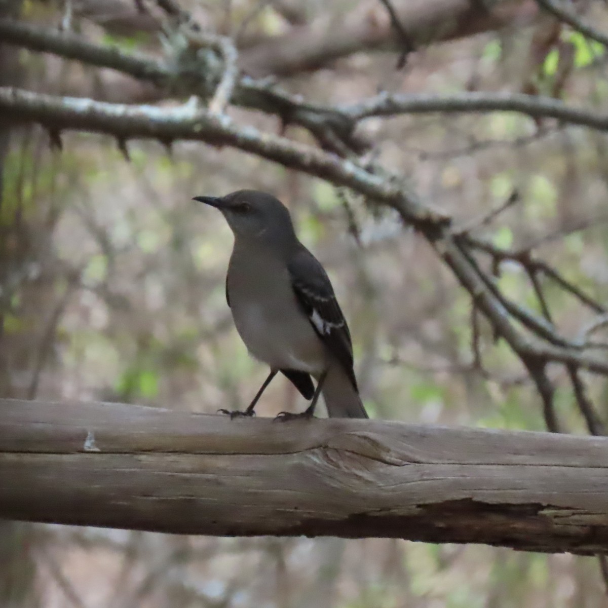 Northern Mockingbird - ML645568889