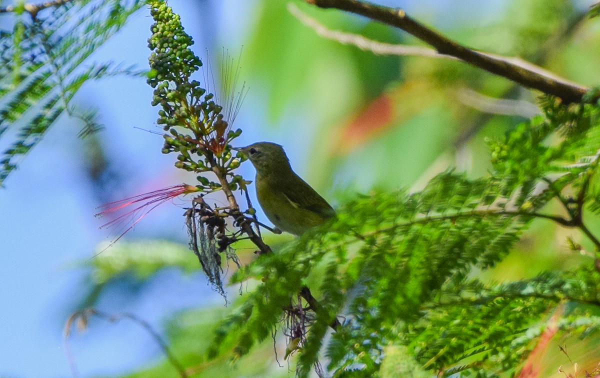 Червоїд світлобровий - ML645568895