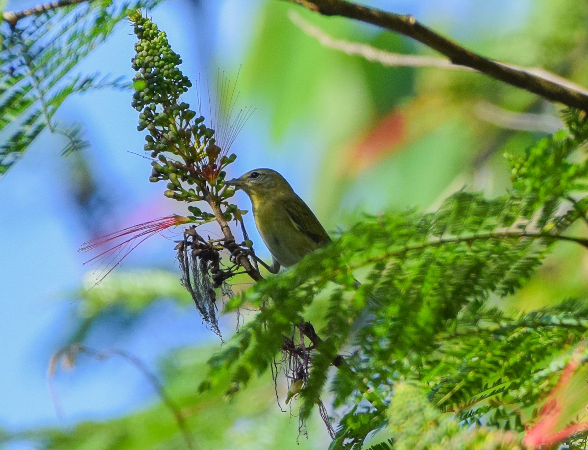 Червоїд світлобровий - ML645568896