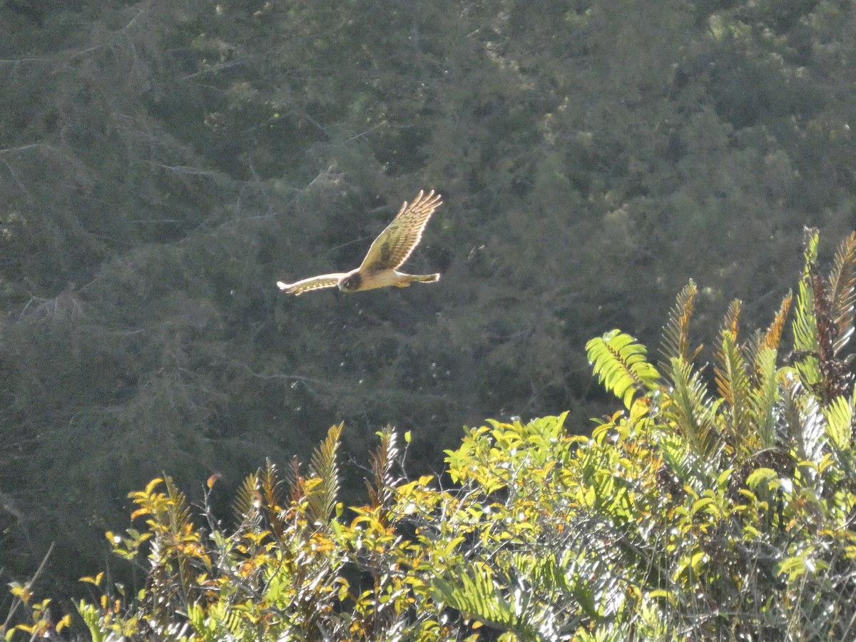 Northern Harrier - ML645568897