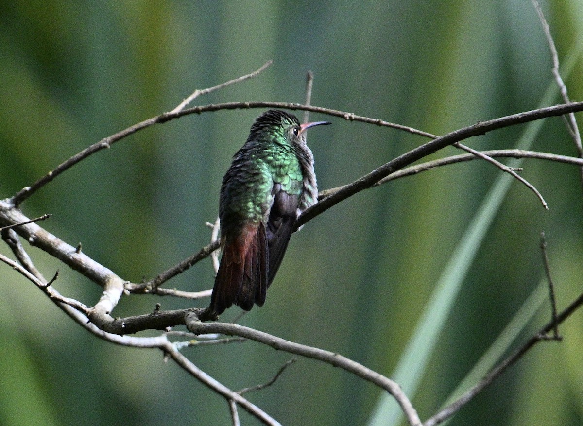 Rufous-tailed Hummingbird - ML645568898