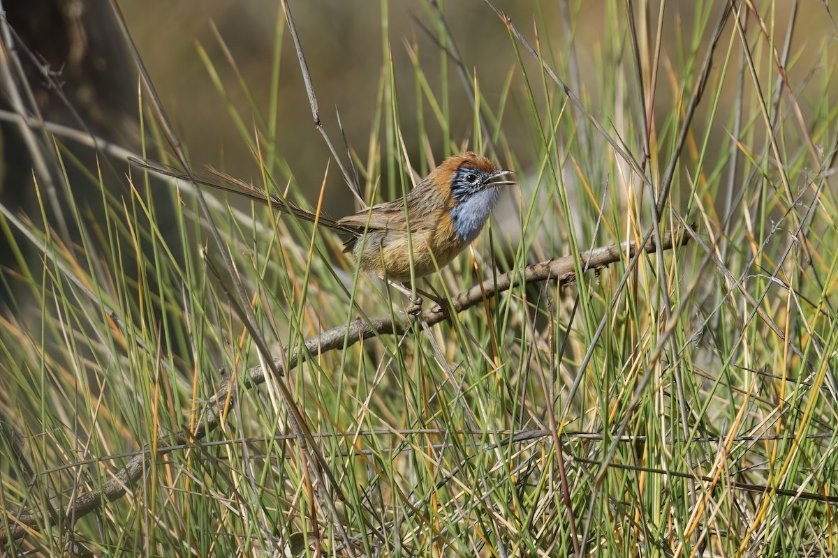 Mallee Emuwren - ML645568899