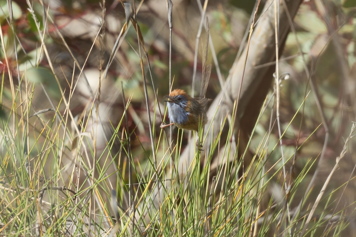 Mallee Emuwren - ML645568900