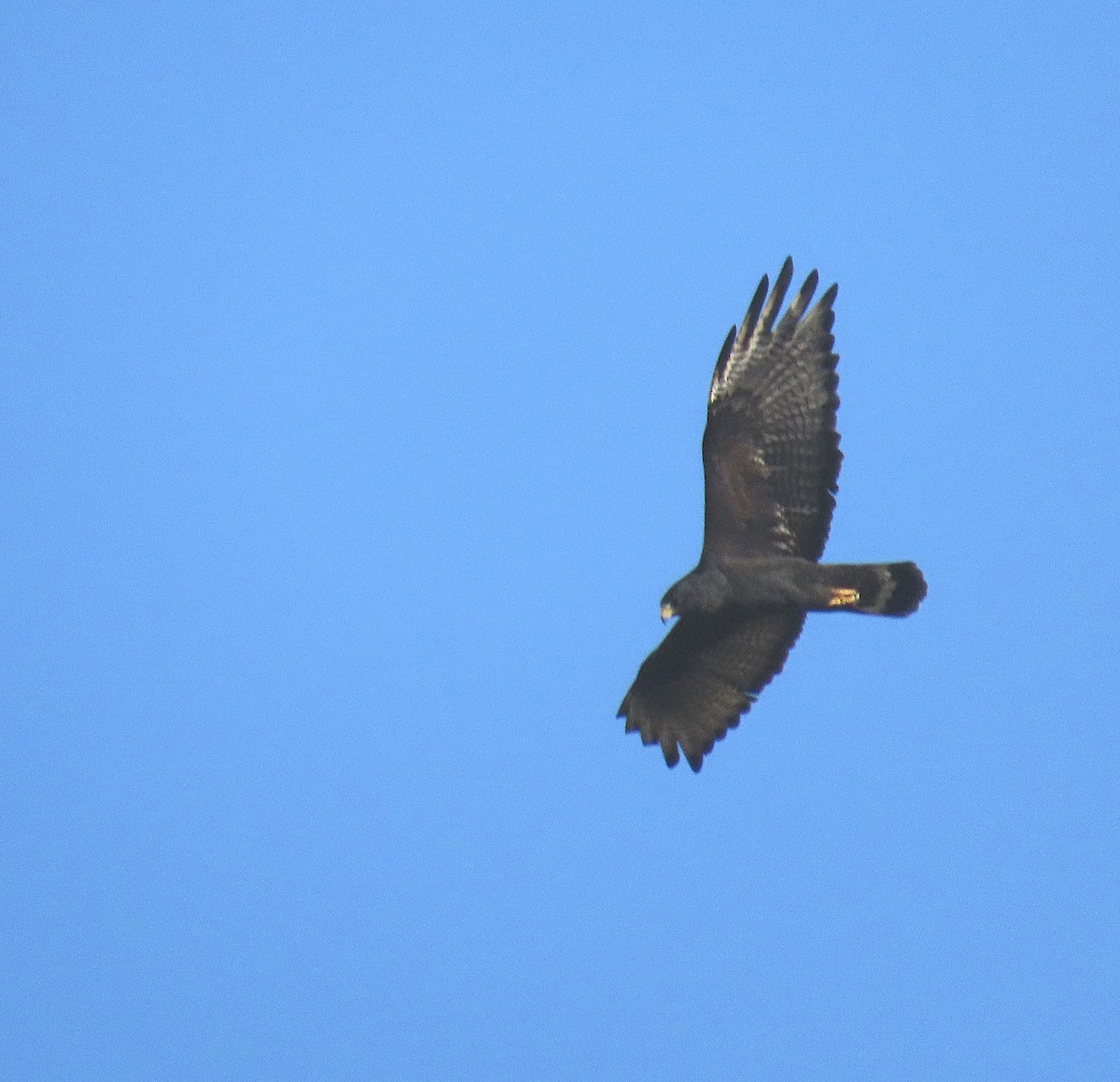 Zone-tailed Hawk - ML645568901